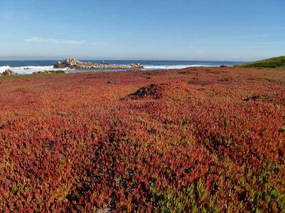 O belo parque na faixa costeira de Monterey, no litoral da Califórnia, nos Estados Unidos